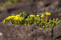 Sedum japonicum