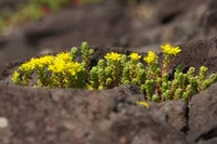 Sedum japonicum