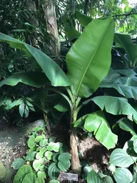 Dwarf Banana