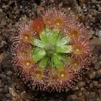 Pretty Sundew