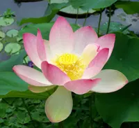 sacred lotus (Nelumbo nucifera) plant