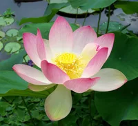 sacred lotus (Nelumbo nucifera) plant