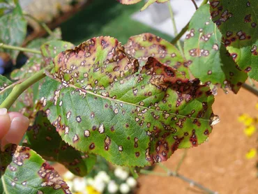 Fungal Leaf Spot