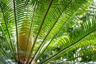 cycads