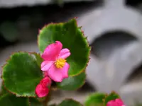 Begonia × semperflorens-cultorum