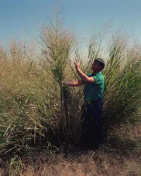 switchgrass (Panicum virgatum) plant