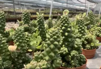 Monadenium ritchiei