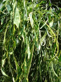 Polyscias filicifolia