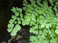 Delta maidenhair fern