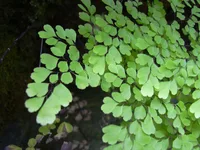 Delta maidenhair fern