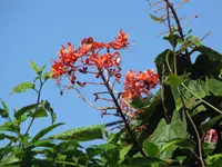 Buchanan's pagodaflower