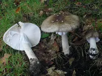 Ball Gown Amanita