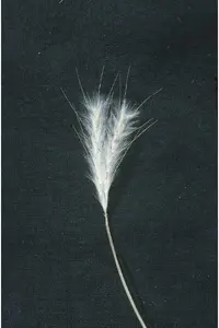 splitbeard bluestem