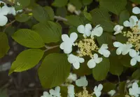 Japanese snowball (Viburnum plicatum) plant