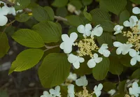 Japanese snowball (Viburnum plicatum) plant