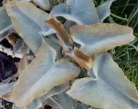 Felt bush (Kalanchoe beharensis) plant