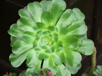 saucer-plant