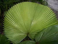 Licuala peltata