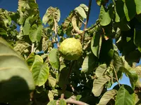 cherimoya