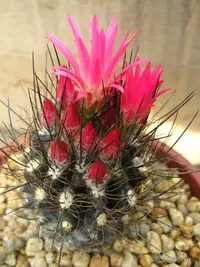 Eriosyce villosa (Eriosyce villosa) plant
