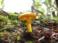 Peck's Yellow Dust Amanita