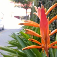 Parrot's flower (Heliconia psittacorum) plant