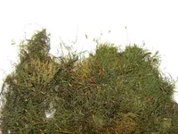 Creeping Feather Moss