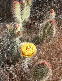 plains pricklypear