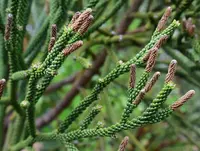 Dacrydium araucarioides