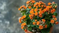 Flaming Katy (Kalanchoe blossfeldiana) plant