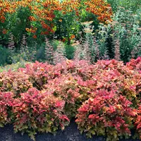 Heuchera 'Marmalade' plant