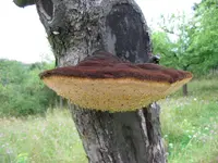 Shaggy Bracket (Inonotus hispidus) plant