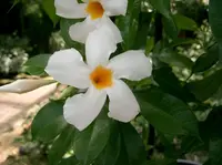 white mandevilla