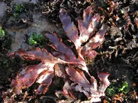 Grape Tongue (Cryptopleura ruprechtiana) plant