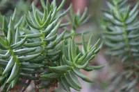 Crassula tetragona plant