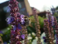 Woodland sage (Salvia nemorosa) plant