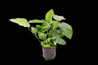 Anubias barteri pot