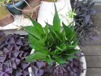 Amorphophallus konjac small