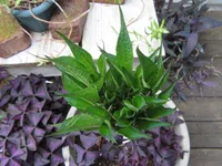 Amorphophallus konjac small