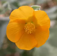 Palmer's Indian mallow