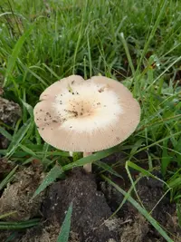 Bolbitius coprophilus