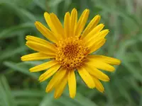 mountain arnica
