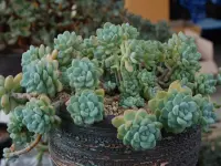 Sedum clavatum indoor