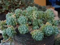 Sedum clavatum indoor