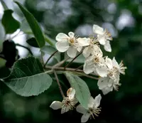 Oregon Crab Apple