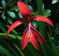 Jacobean lily