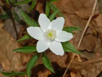 Anemonoides trifolia