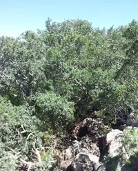 Breede River Yellowwood