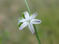 Pale Grass Lily