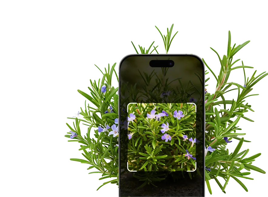 Herb Identification – Hero